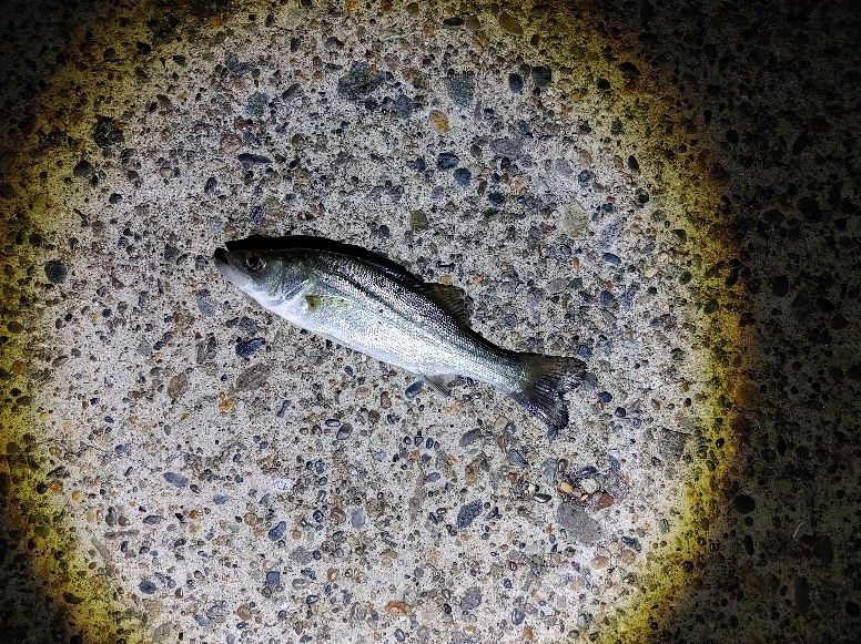 セイゴ2匹(18～23cm)