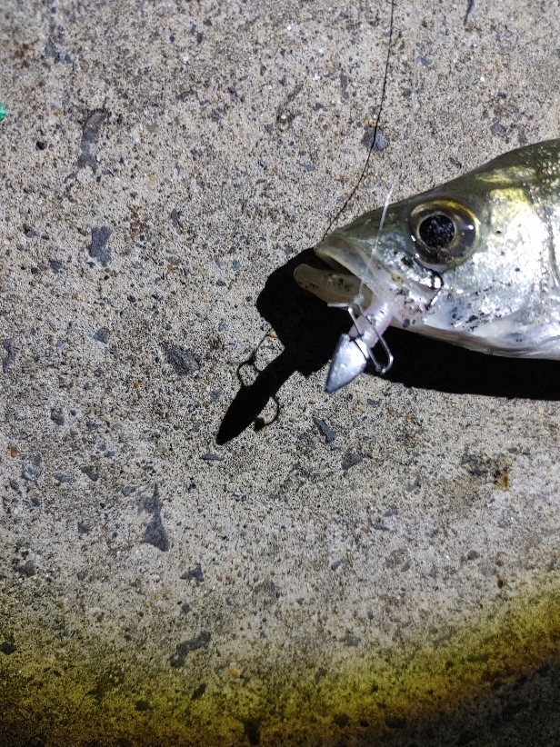 セイゴ3匹(19～22cm)