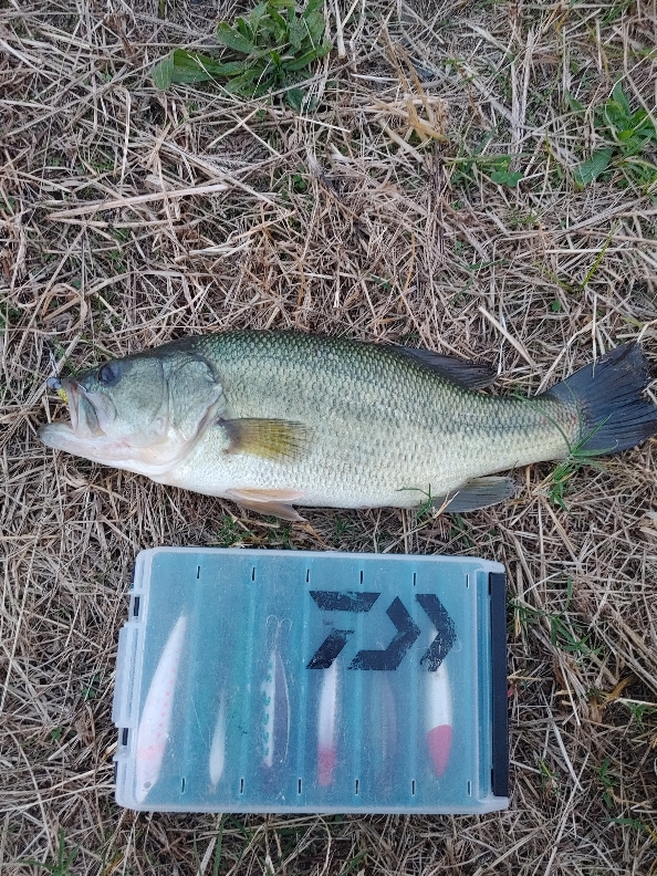 ブラックバス39cm