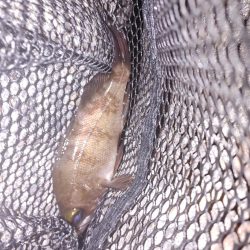 ワインド アジング