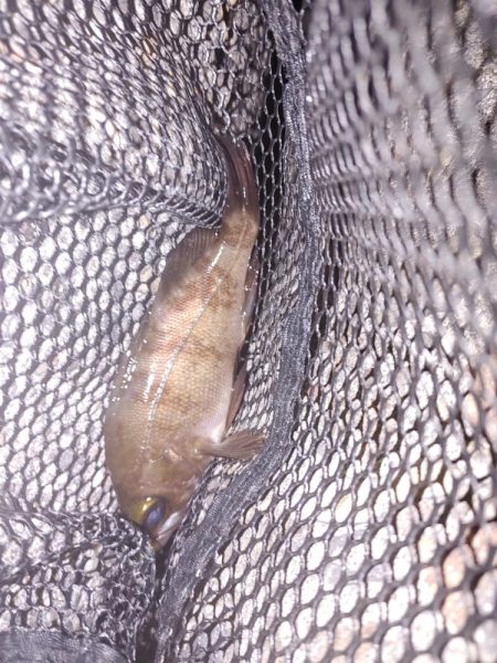 ワインド アジング