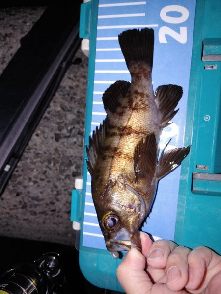 爆風ワインド、アジング