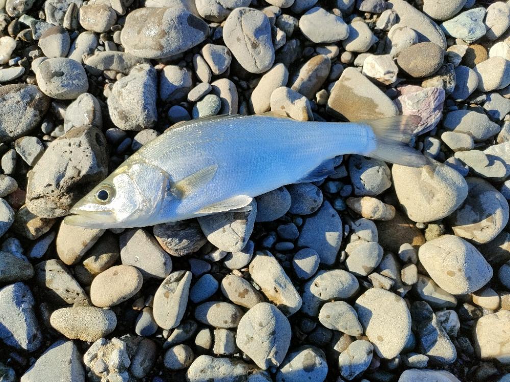 やっと見れたシーバス