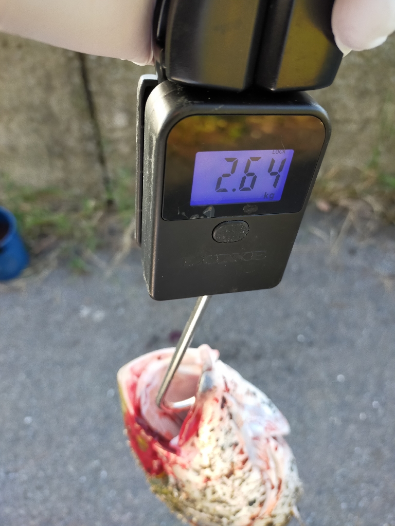 今季初メジロ（ワラサ）