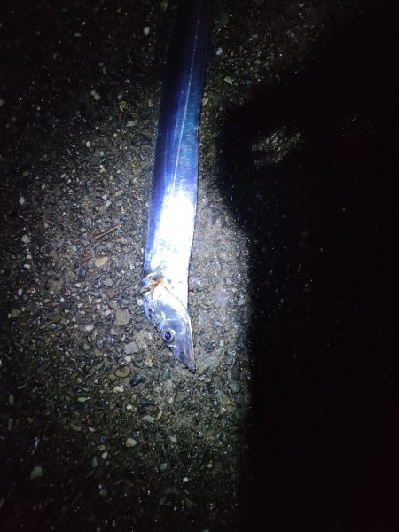 ２年ぶりのタチウオ