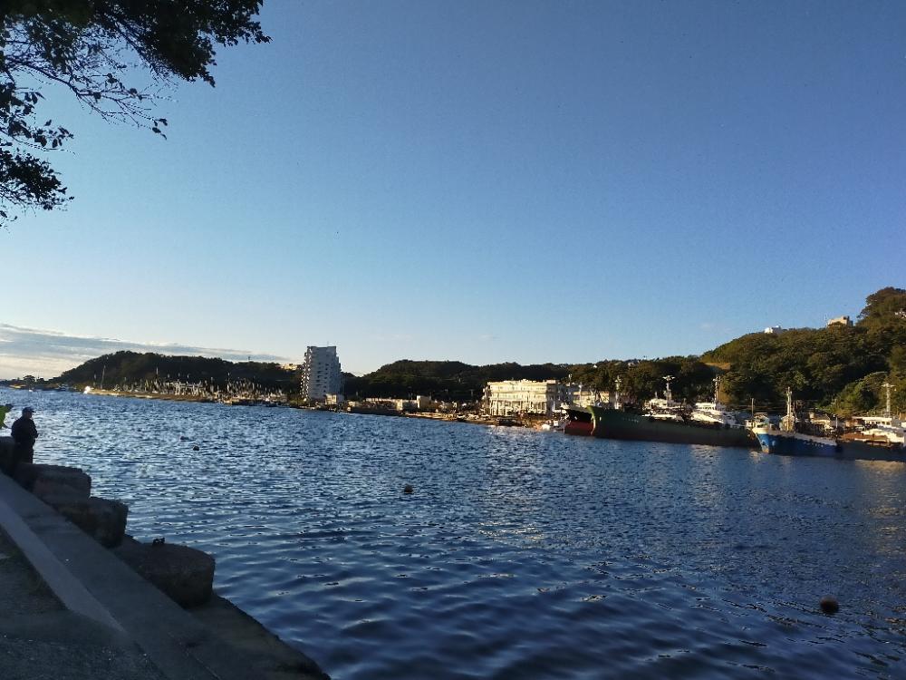 コノシロの大群襲来も…