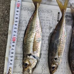 つり幸からライトアジ