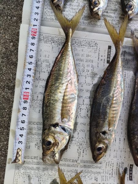 つり幸からライトアジ