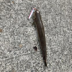 マゴチさんお久しぶり