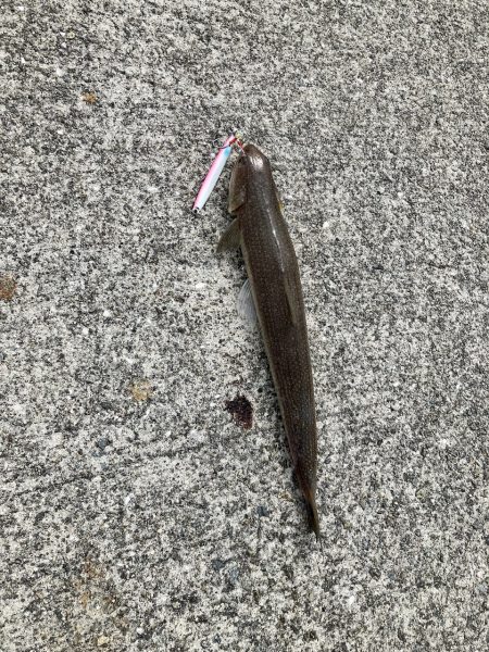 マゴチさんお久しぶり