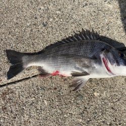 朝から釣り三昧