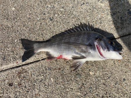 朝から釣り三昧