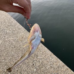 リモートバトルのシーバス狙い