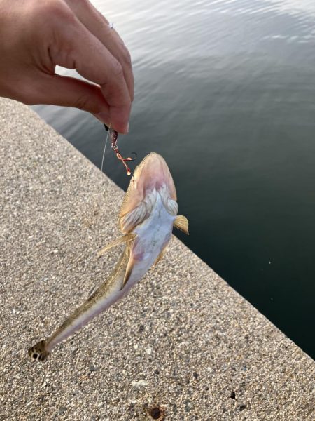 リモートバトルのシーバス狙い