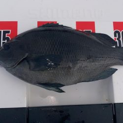 日の出渡8番アイゴ38センチ