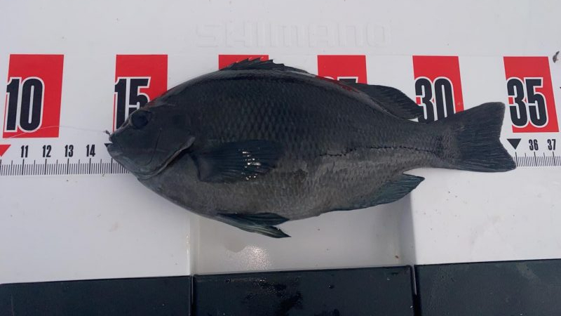 日の出渡8番アイゴ38センチ