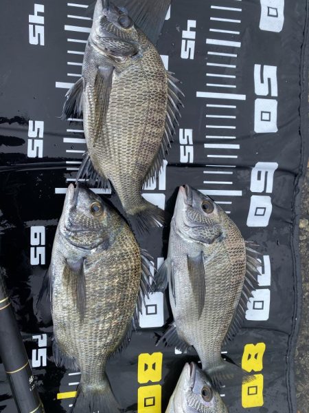 グレ自己最高28センチ