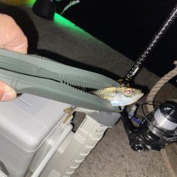 飛柳で豆アジ14匹