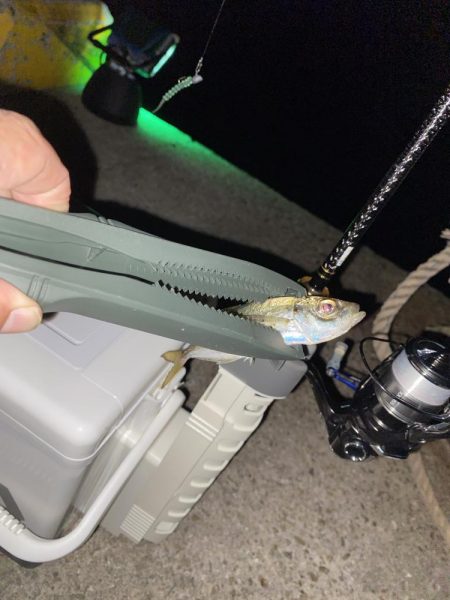 飛柳で豆アジ14匹