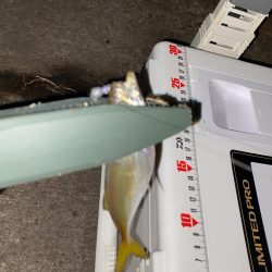 強風下アジング