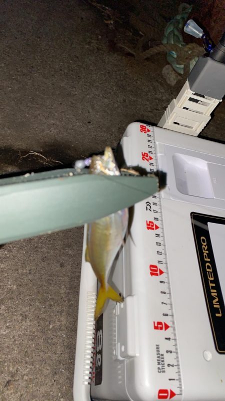 強風下アジング