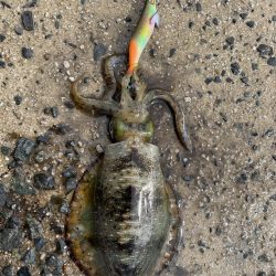 大事なエギが…