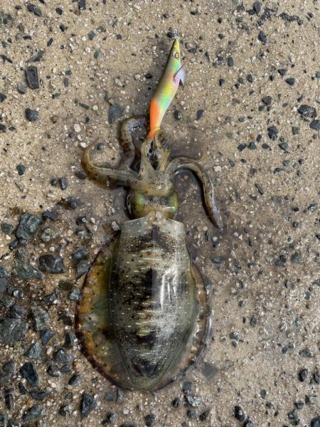 大事なエギが…