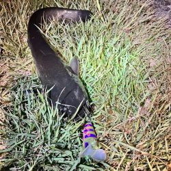 久しぶりのナマズさん