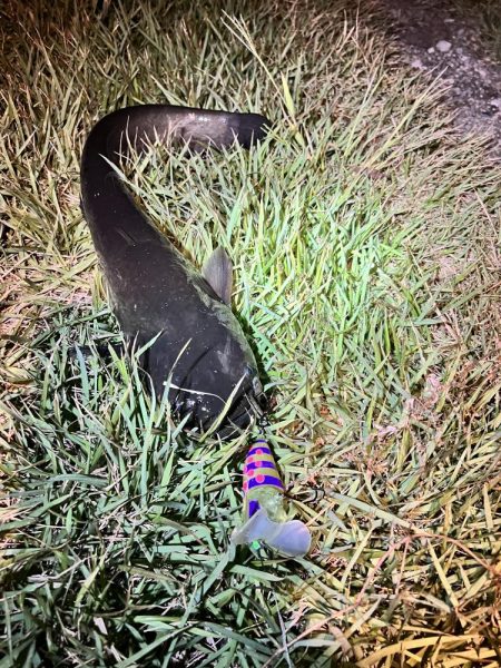 久しぶりのナマズさん