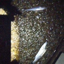 苅屋海岸のキス釣り