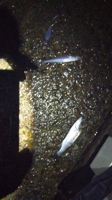 苅屋海岸のキス釣り