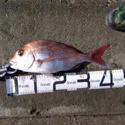 初の釣果に嬉しさ爆発しました。