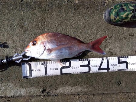 初の釣果に嬉しさ爆発しました。