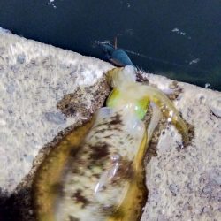 ナイトエギング