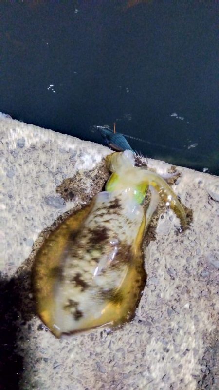 ナイトエギング