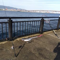 空港でアオリイカ?