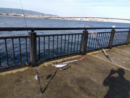 空港でアオリイカ?