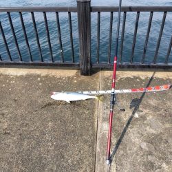 空港でアオリイカ　2