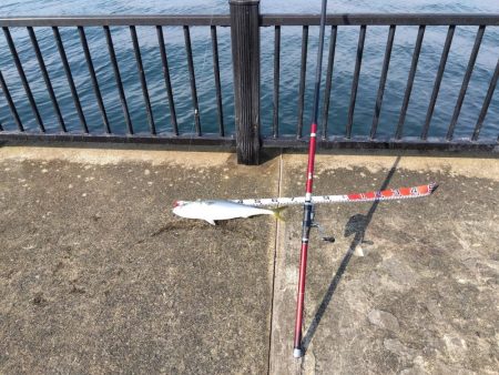 空港でアオリイカ　2