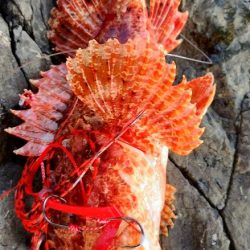 楽しいけど小せえわ