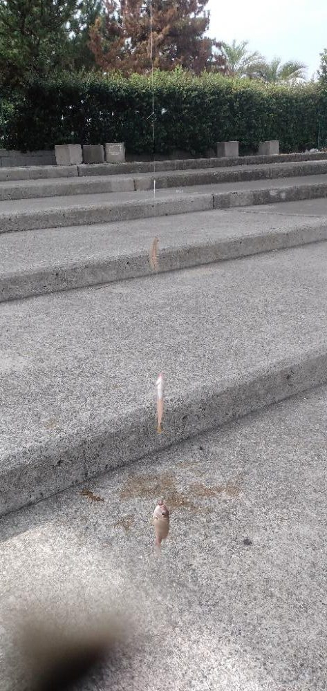 カワハギちょい投げ