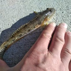 ちょい投げ　ハゼ　セイゴ