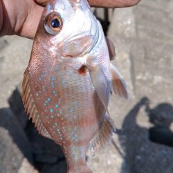 東二見西水路のキス調査