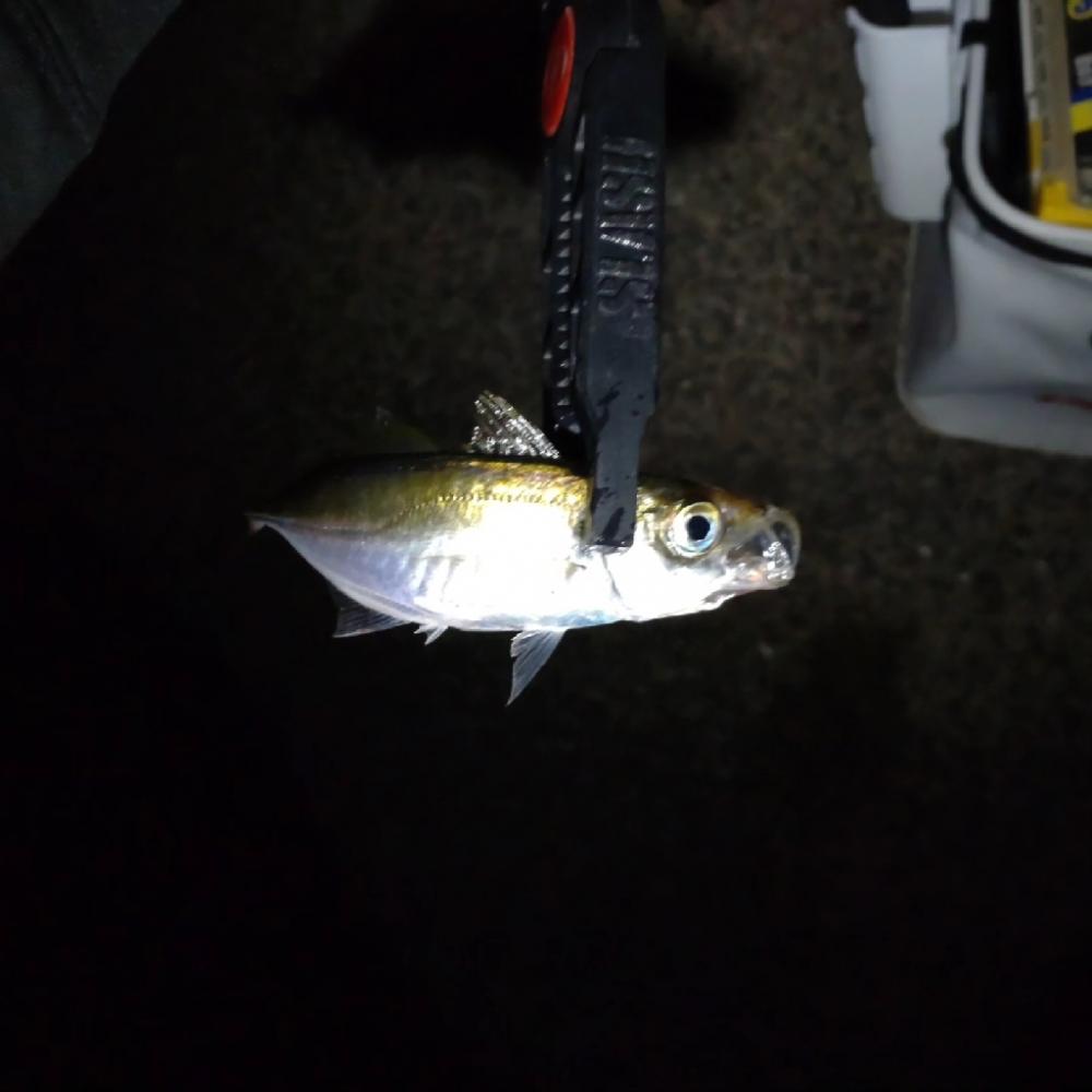 助松埠頭アジング