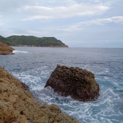 釣れたアイゴにクエ？が