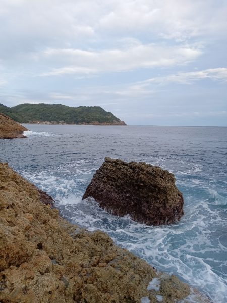 釣れたアイゴにクエ？が