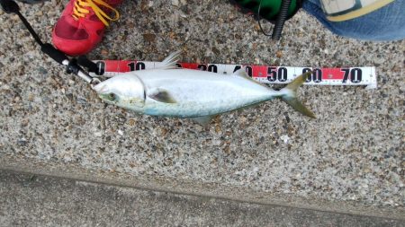 ガシリングのちショアジギング