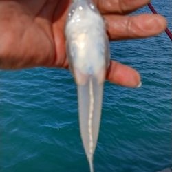 淡路島のキス調査