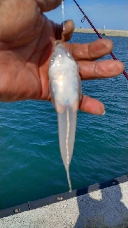 淡路島のキス調査