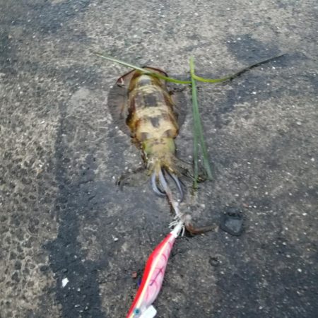 イカ用のアジ釣り